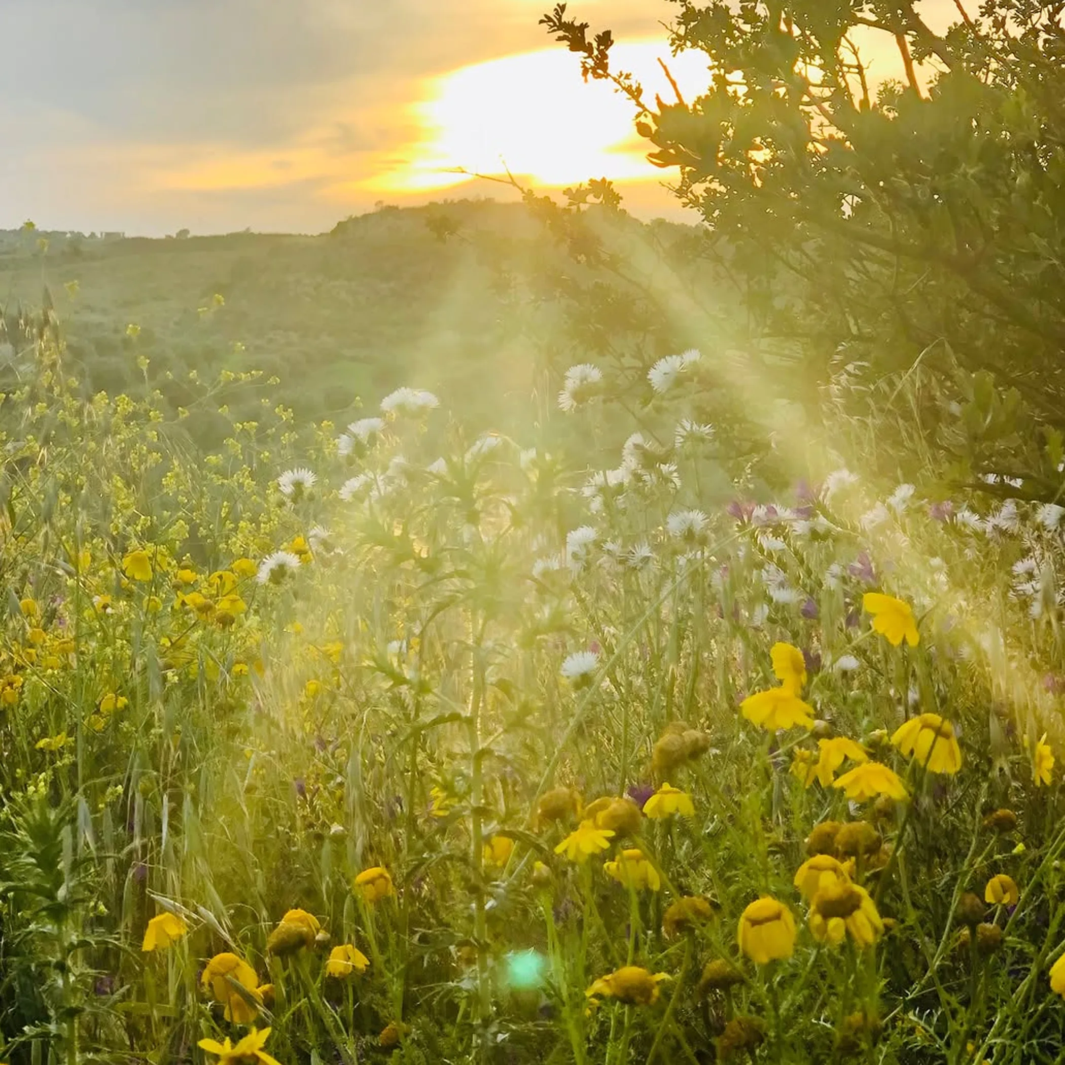 sunny mediterranean natural landscape